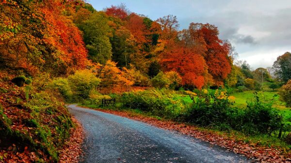 Amber Ales and Autumn Tales - A Love Letter to Autumn and Bonfire Night
