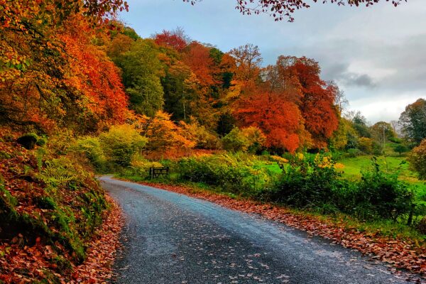 Amber Ales and Autumn Tales - A Love Letter to Autumn and Bonfire Night