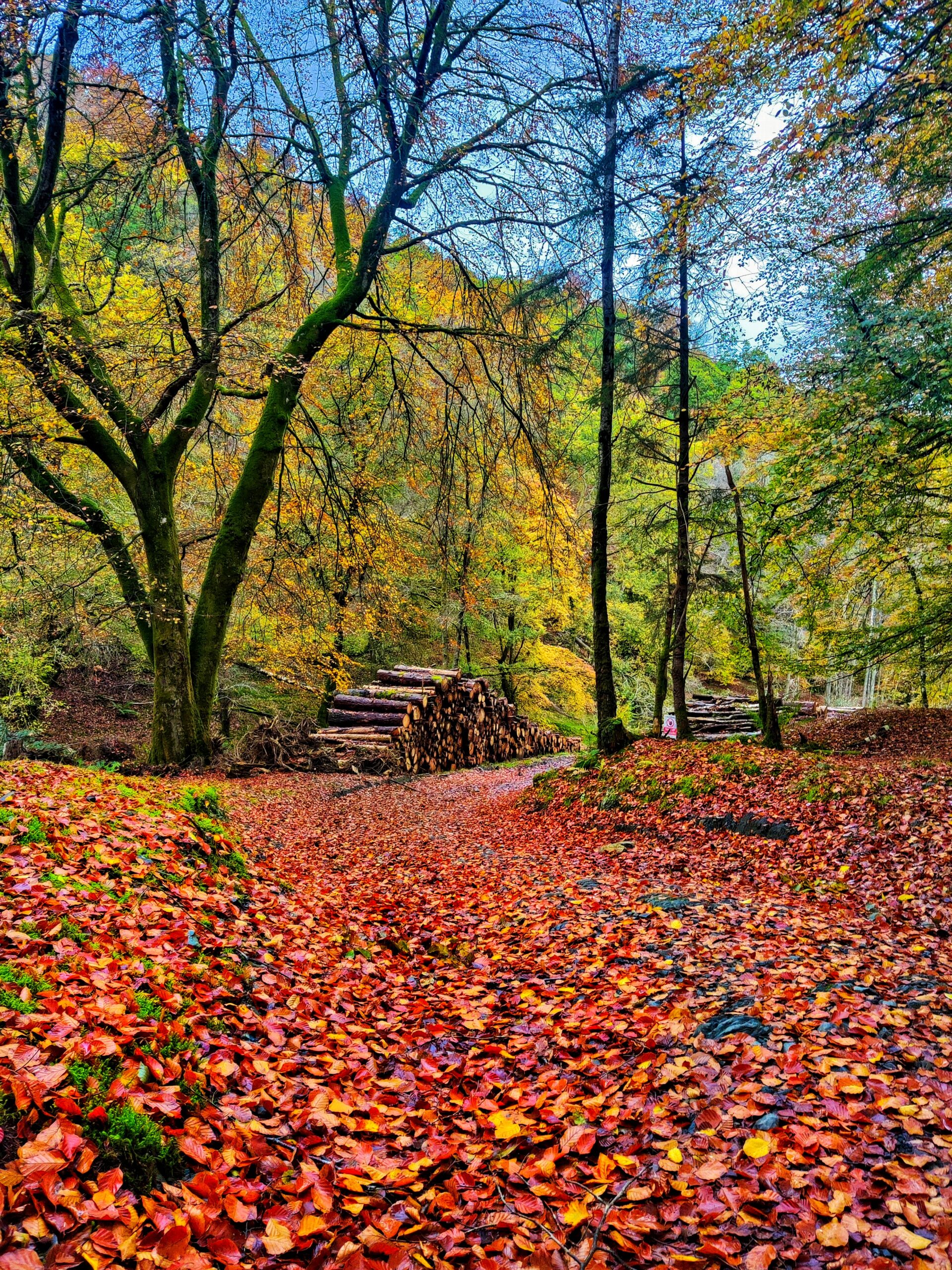 An autumn woodland path covered in colourful fallen leaves